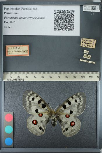 Media type: image;   Entomology 175159